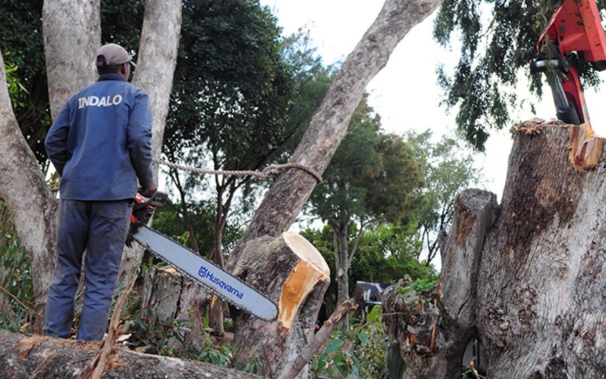 Tree removal and site clearance