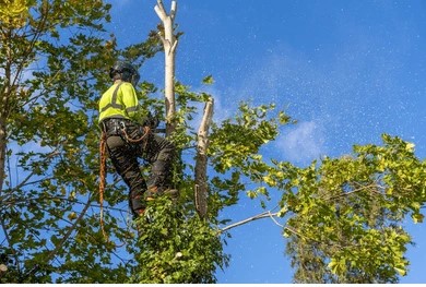 Professional tree felling service
